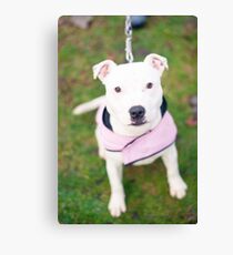 Peppa Canvas Print