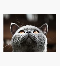 What Are you waiting for? Theres my chin Photographic Print