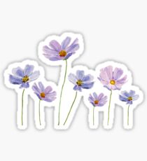 Pegatina acuarela cosmos flores púrpura