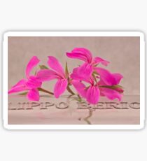 Pink Geranium Blossoms - Macro Sticker