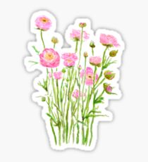 pink Ranunculus pink buttercup pink peony Sticker