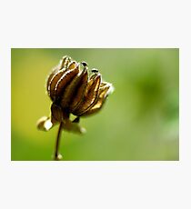 small world Photographic Print