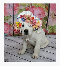 English Labrador Puppy with Bonnet Photographic Print