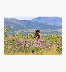 Foal and Flowers - 2 Photographic Print