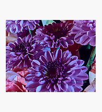 Purple Mums Photographic Print
