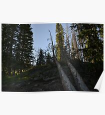 morning hiking Poster