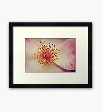 Vintage Rose . Framed Print