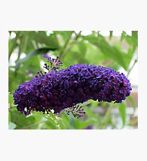 Butterfly Magnet - Buddleja Beauty Photographic Print