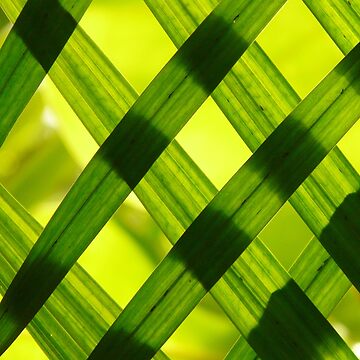 Artwork thumbnail, Bamboo Texture by Claudiocmb