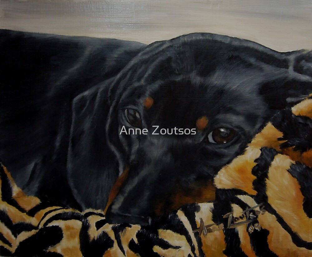 Contentment - cosy dachshund by Anne Zoutsos