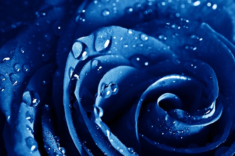 Beatiful Blue Rose With Water Drops By Sehabi0442 Redbubble