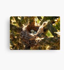 "Thorny Nest" Canvas Print