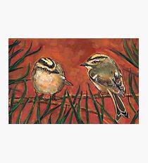 Golden Crowned Sparrow Photographic Print