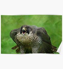 The Peregrine Falcon Poster