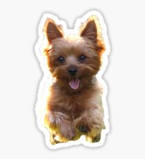 Mr. Pickles Dog Puppy Yorkie Sticker
