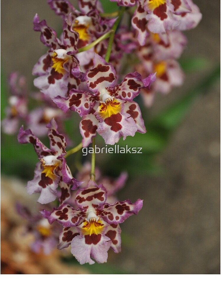 Orchid by gabriellaksz