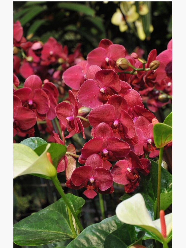 Red Orchid by gabriellaksz