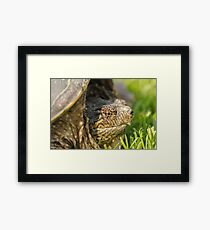Big Snapping Turtle 2 Framed Print