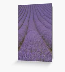 Rows of Lavender Greeting Card
