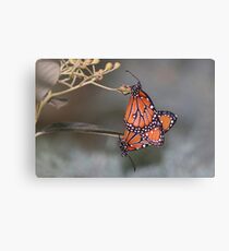 Queen butterflies mating Canvas Print