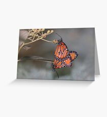 Queen butterflies mating Greeting Card
