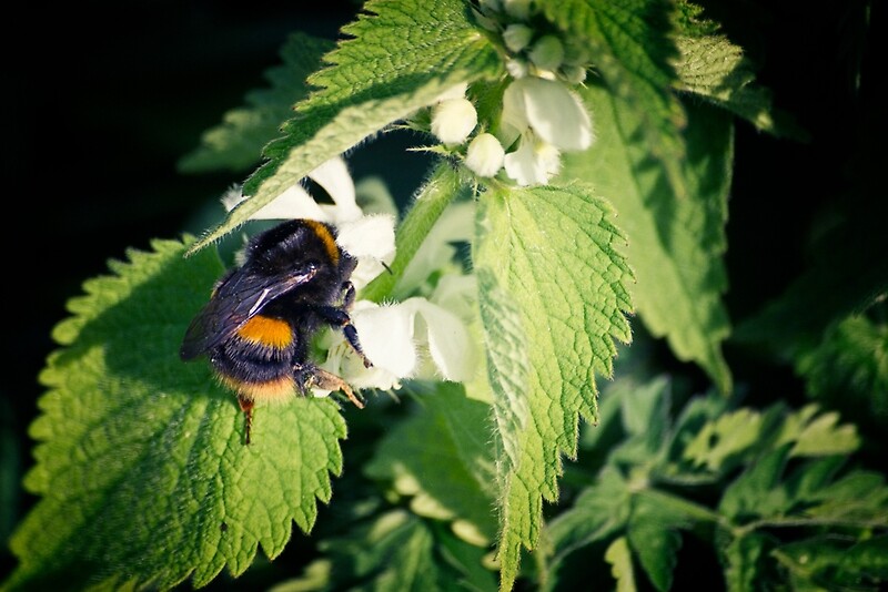 "Curious Bee" by Vicki Field | Redbubble