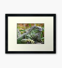 Bearded Iguana Framed Print