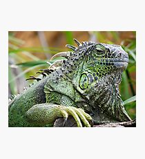 Bearded Iguana Photographic Print