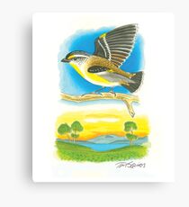 Striated Pardalote Canvas Print