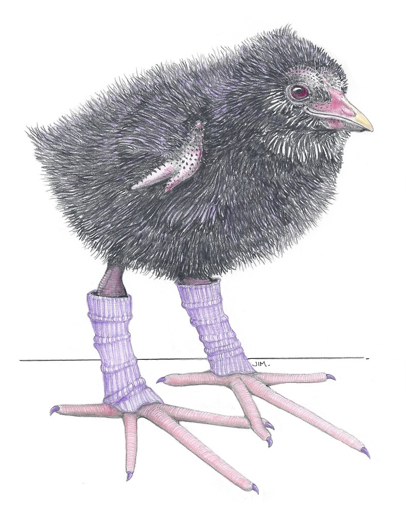 Purple Swamp Hen Chick in Leg Warmers by JimsBirds