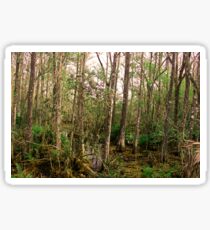 Cypress Sticker