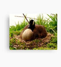 Nesting Canada Goose Canvas Print