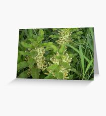 Primrose Milkweed Greeting Card