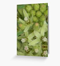 Primrose or Zizotes or Longhorn Milkweed Closeup Greeting Card