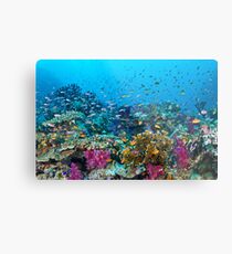 Fantasea Reef Metal Print