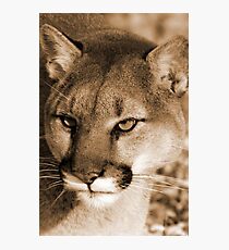 The perfect hunter Photographic Print