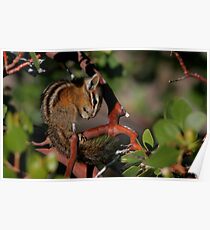 Yellow Pine Chipmunk Poster