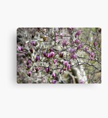 Deciduous Magnolia Metal Print