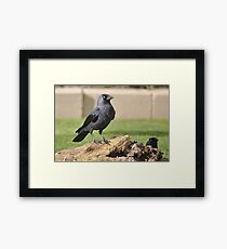 The Jackdaw Framed Print