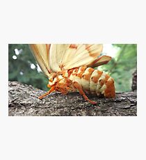 Hickory Horned Devil Photographic Print