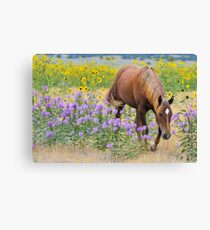 Summer Sorrel Canvas Print