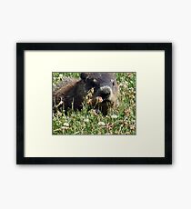 Groundhog, Montreal Framed Print