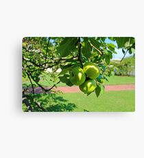 Lienzo Green Apples