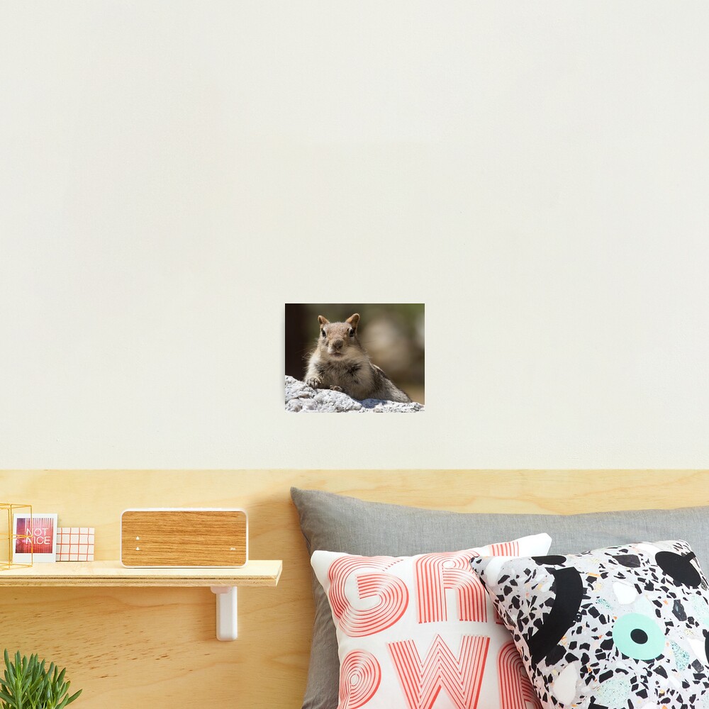 Face the squirrel Photographic Print