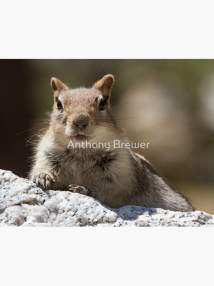 Face the squirrel by dailyanimals