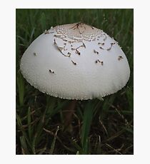 Cap Photographic Print