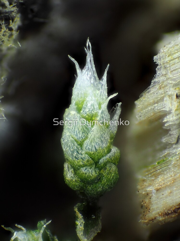 Moss under the microscope by Sergii Dymchenko
