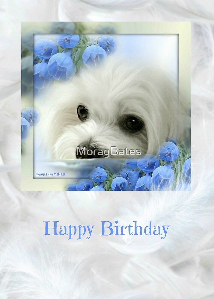 63+ Happy Birthday Maltese Images Photo - Codepromos