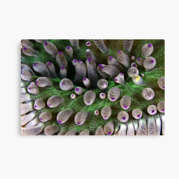 Abstract anemone Canvas Print