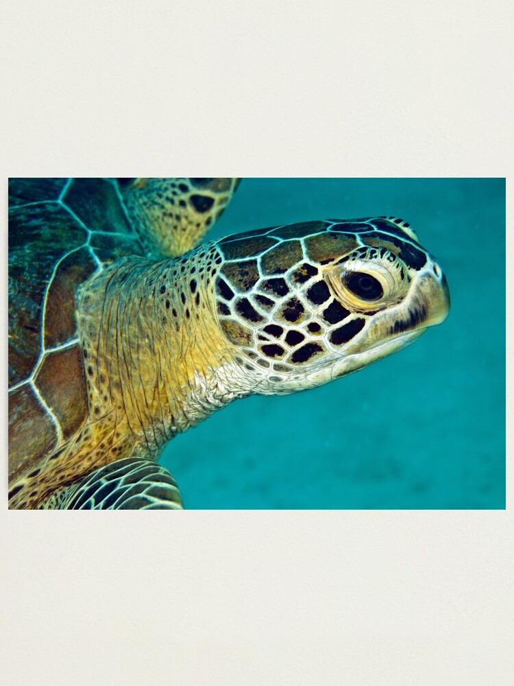 Alternate view of Green sea turtle portrait Photographic Print